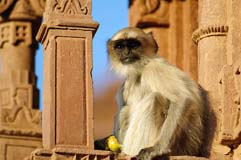 Hanumanlangur  - Zum Vergroessern klicken!